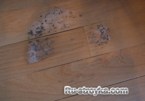 Как удалить плесень с деревянных полов. Как удалить плесень с деревянных полов.